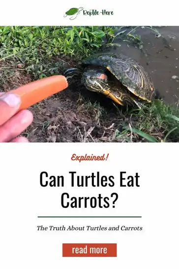 Can box turtles eat carrots