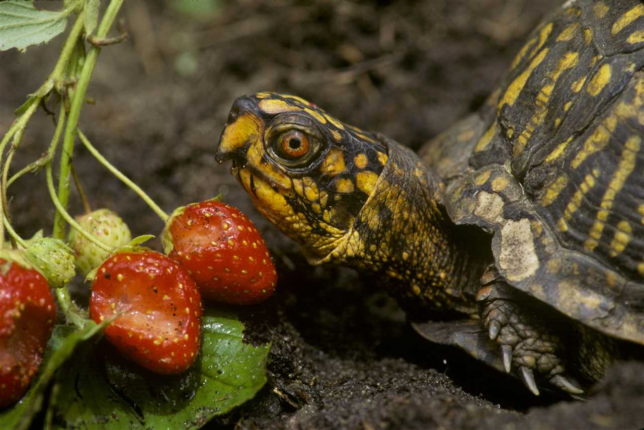 Best Practices for Feeding Box Turtles