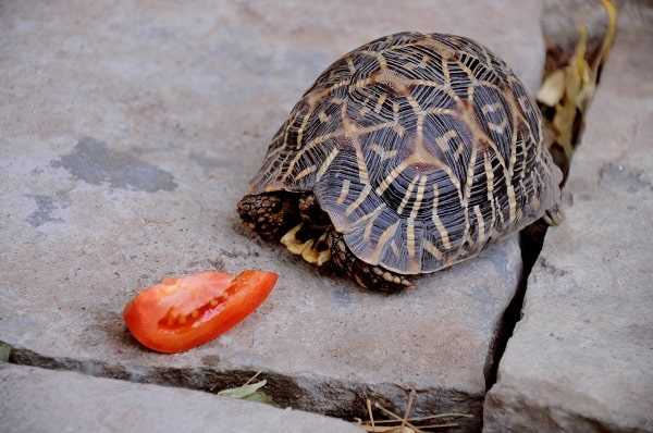 Signs of a Healthy Box Turtle