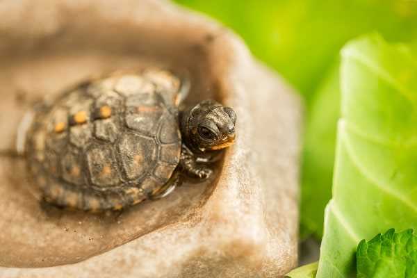 What should you do if your box turtle displays signs of poor health?