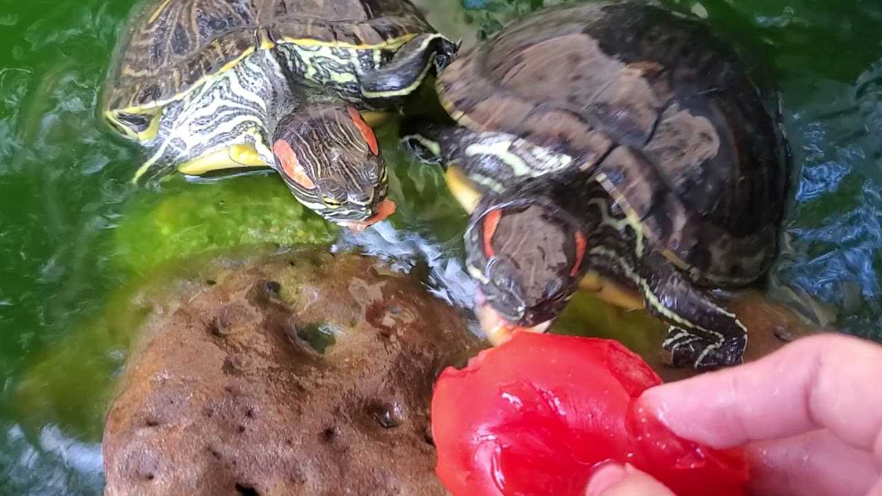 Benefits of Feeding Tomatoes to Box Turtles