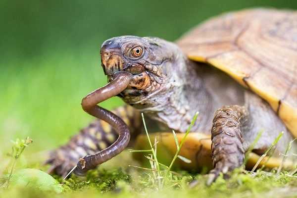 Can box turtles eat tomatoes