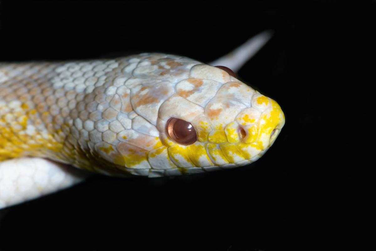 Can Corn Snakes Live Together?