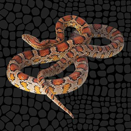 Can corn snakes live together