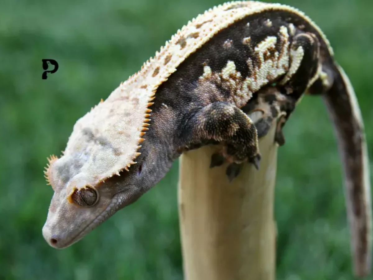 Potential Benefits of Feeding Bananas to Crested Geckos