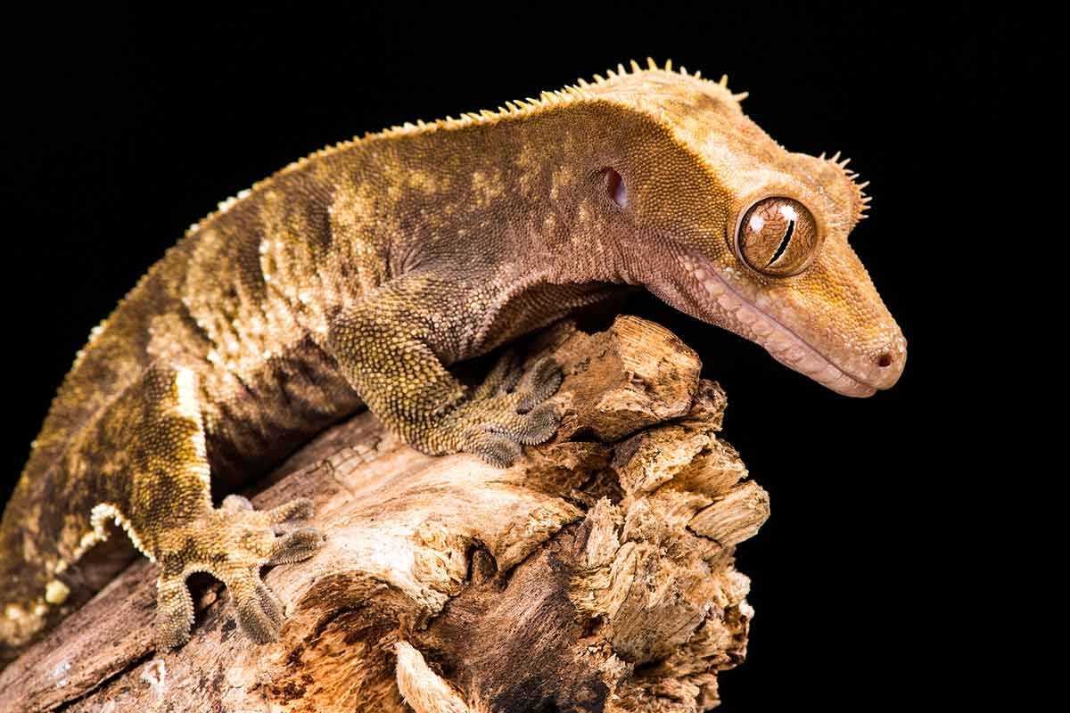 How to Prepare Bananas for Crested Geckos