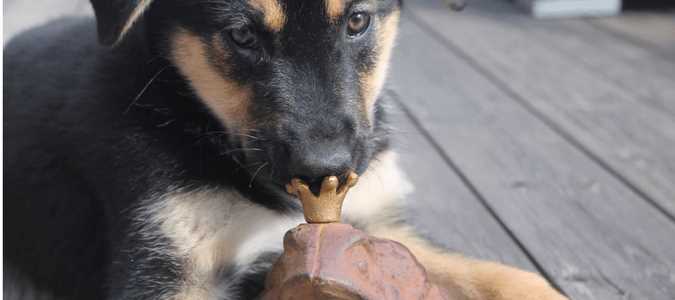 Can Dogs Safely Eat Frogs?