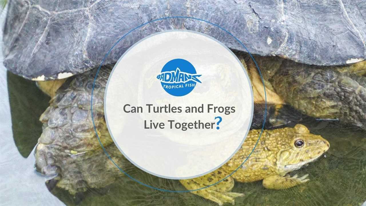 Can frogs and turtles live together