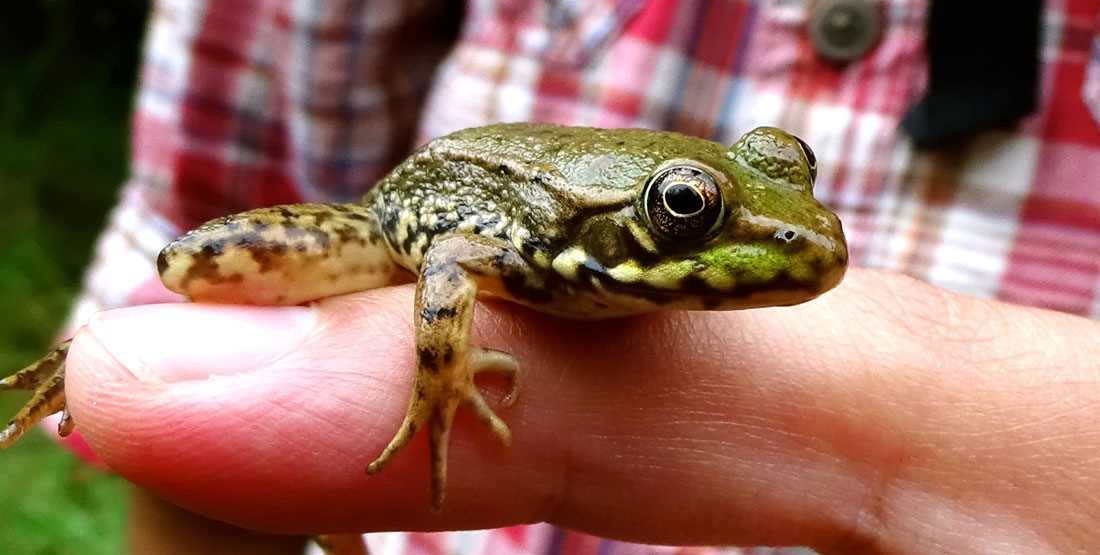 How Frogs Regulate Water Balance through Skin Absorption