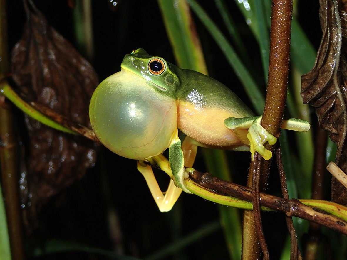 The Role of Social Bonds in Frog Emotions
