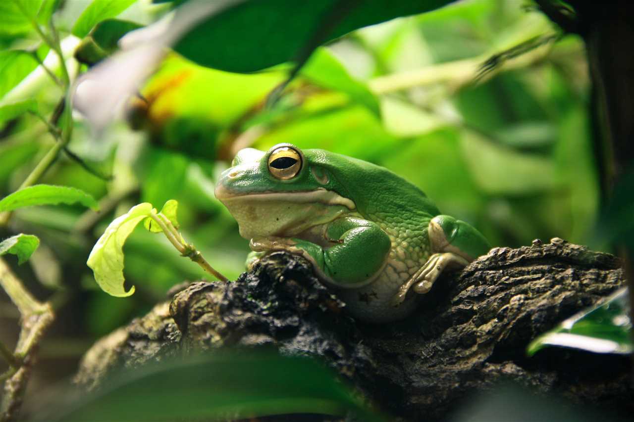 Can frogs feel happy