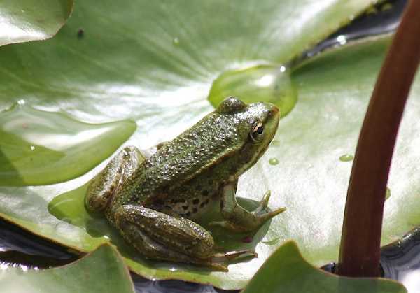 The Leap of Faith: Can Frogs Hop Backwards?