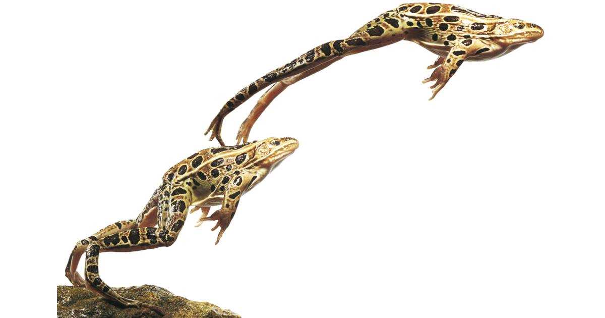 Evolutionary Considerations: Why Some Frogs Are Better Hoppers