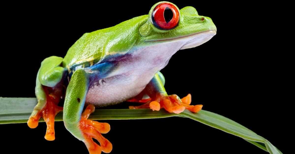 How Do Frogs See in the Dark?