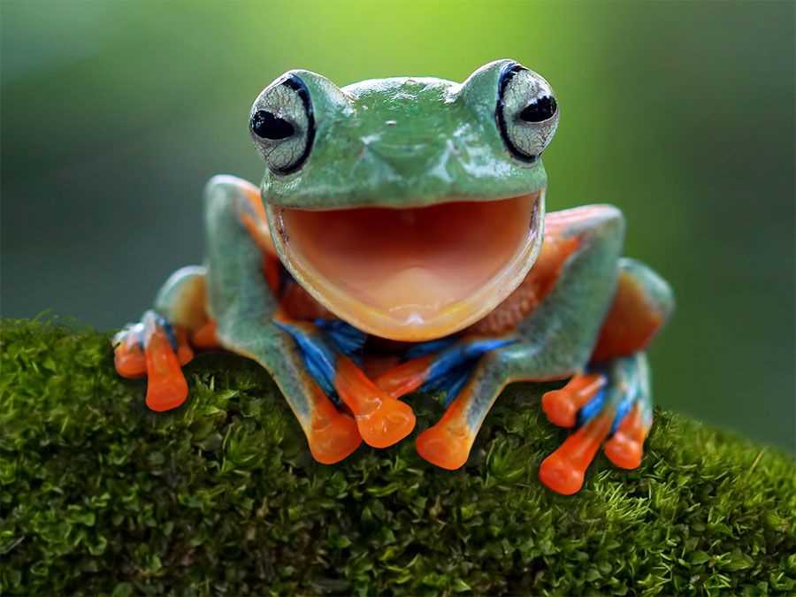 Comparing Frog Locomotion to Other Animals