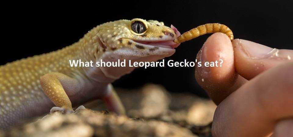Benefits of Feeding Earthworms to Leopard Geckos: