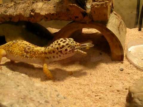  How to Feed Leopard Geckos Grasshoppers