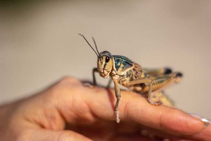 Can leopard geckos eat grasshoppers
