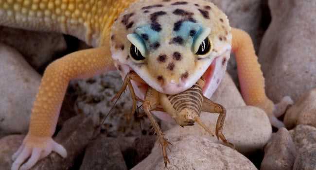 Can leopard geckos eat lettuce
