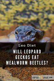 Can leopard geckos eat mealworm beetles