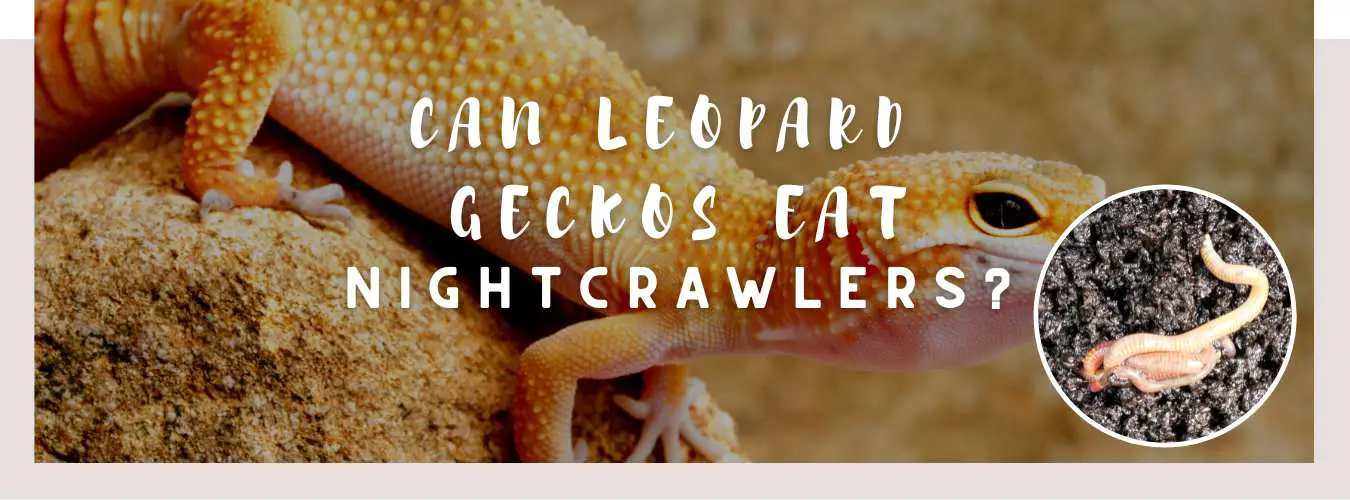 Can leopard geckos eat nightcrawlers