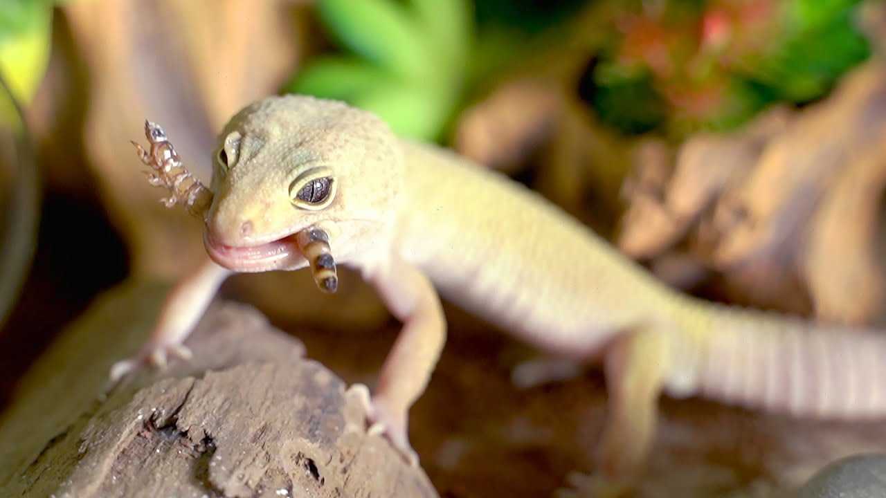 Can leopard geckos eat superworms?