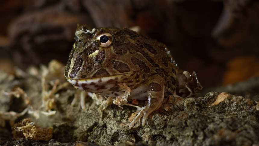 Can Pacman Frogs Live Together: A Guide for Owners - Vital Frog