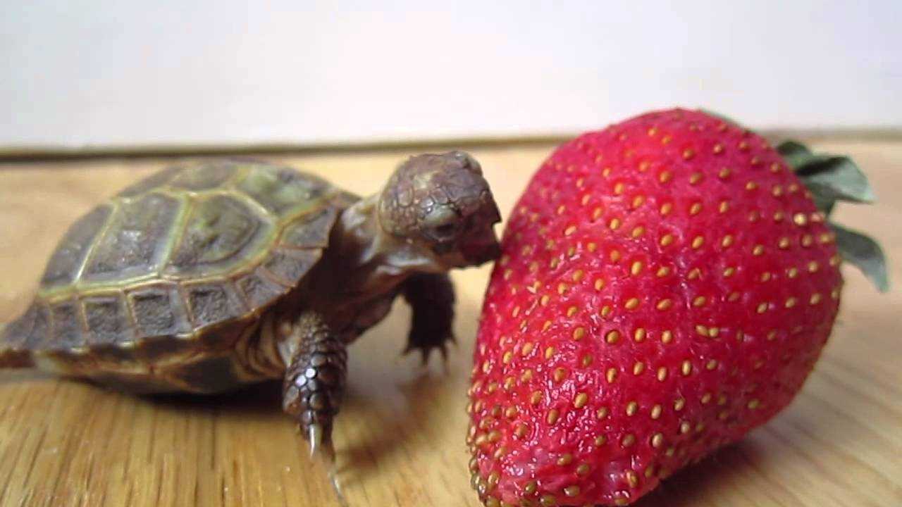 Alternatives to Strawberries for Wild Red Eared Sliders