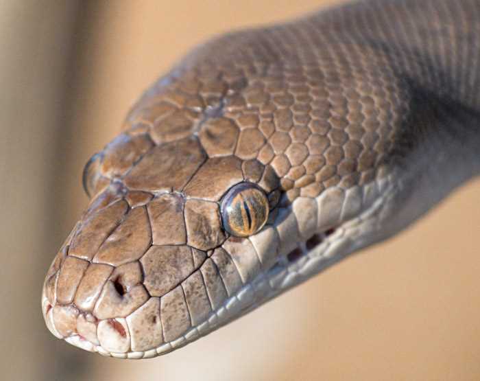 The Anatomy of Snakes' Eyes: How They Function