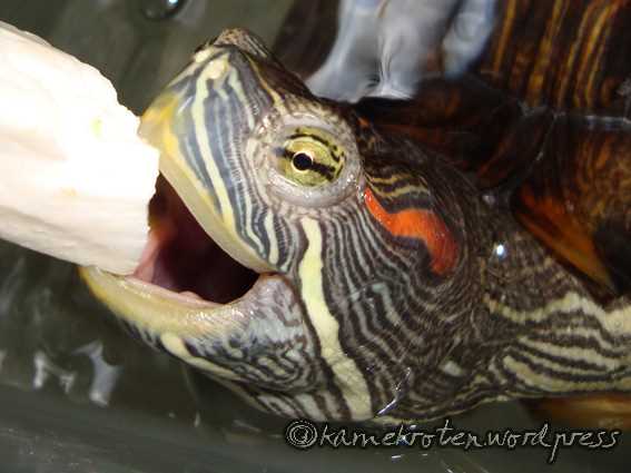 Tips for Moderating Bread Intake for Terrapins
