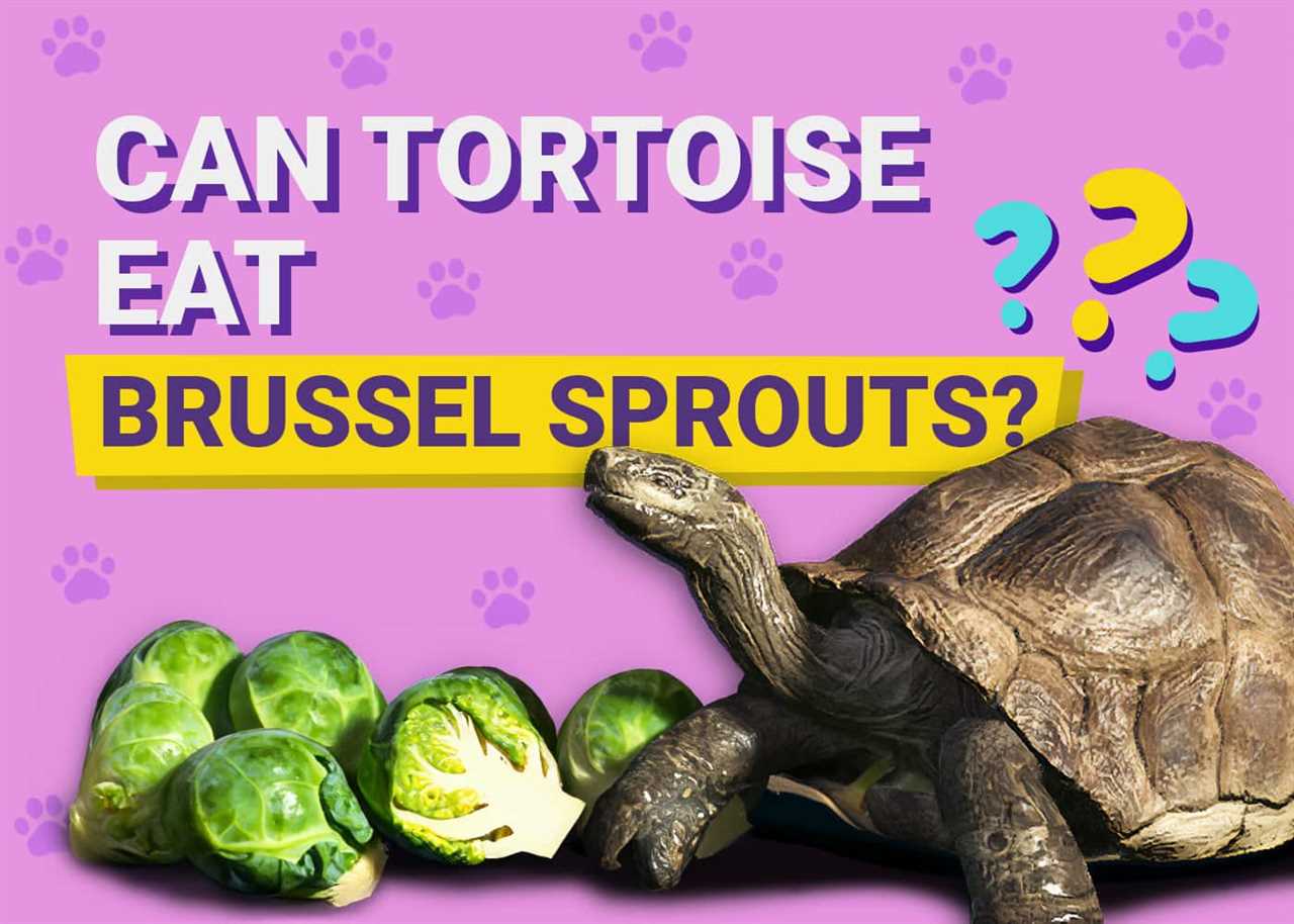 Can tortoises eat brussel sprouts