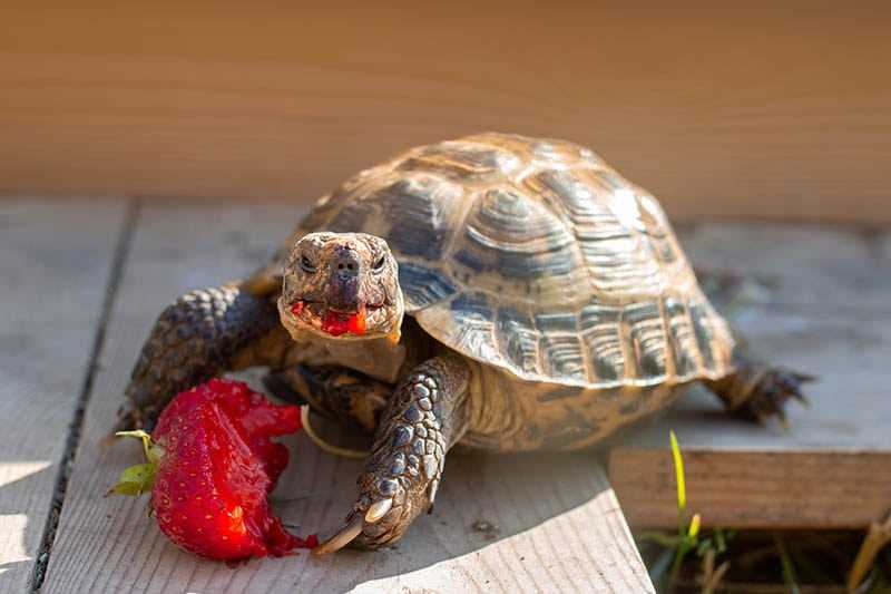 Other Safe Foods for Tortoises