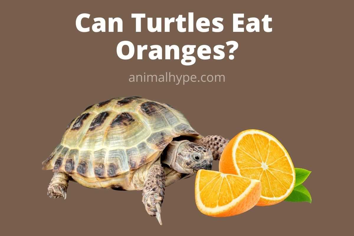 Can tortoises eat oranges