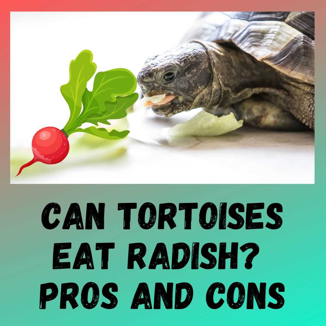 The Benefits of Feeding Radishes to Tortoises
