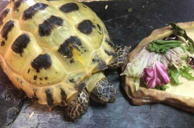 Can tortoises eat radishes