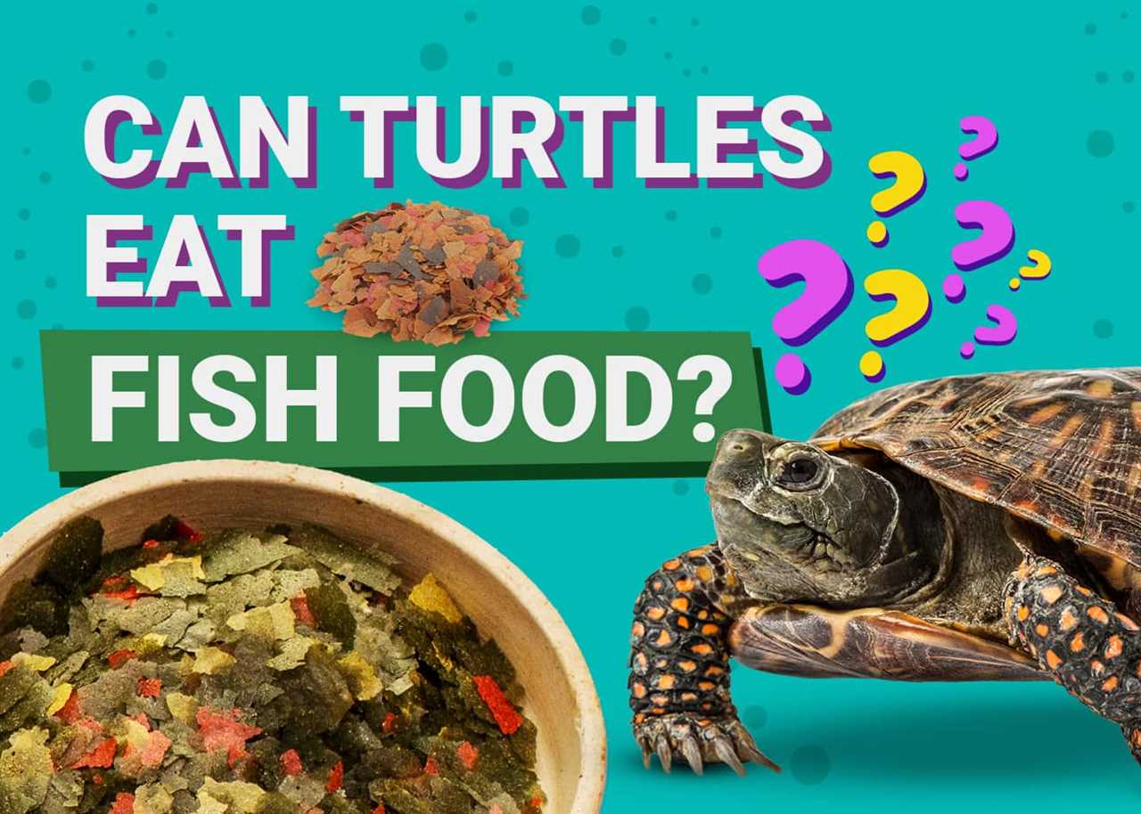 Alternatives to Fish Food for Turtles