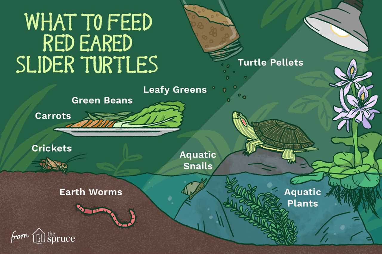 Reasons to Avoid Feeding Turtles Fish Food