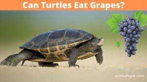 Alternatives to Grapes for Turtles: What Can Turtles Eat?