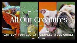Can turtles eat grapes