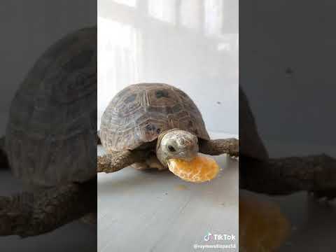 Can Turtles Eat Oranges?