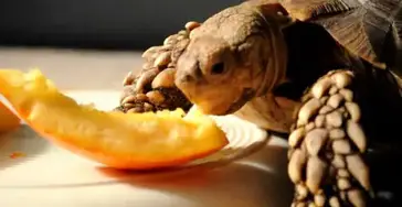 What Do Turtles Usually Eat?