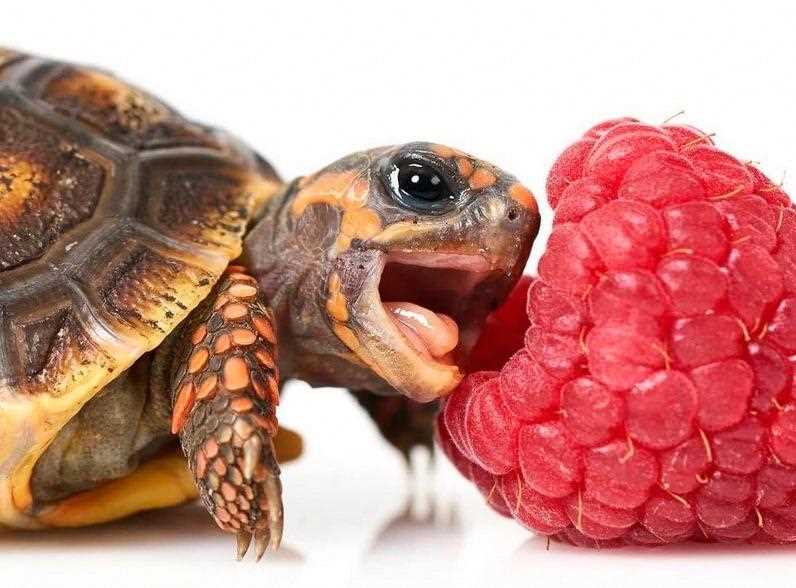Can turtles eat raspberries