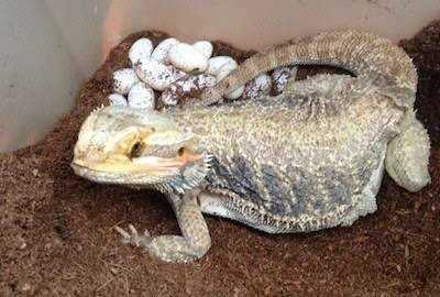 Bearded Dragon Egg Sushi