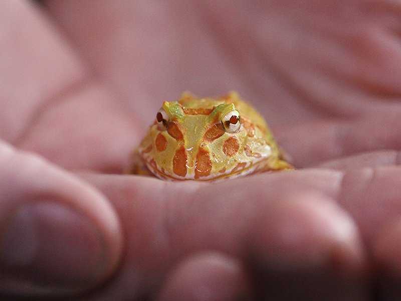 Handling a Pacman Frog: Tips and Precautions