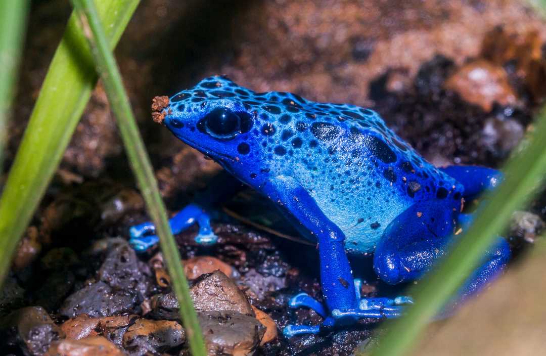 Can you hold poison dart frogs