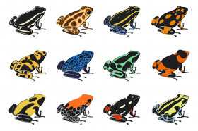 Can you touch a poison dart frog