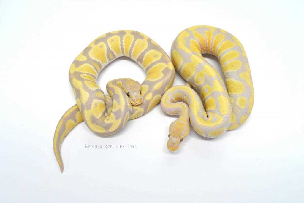 Genetics and Morphology of the Candy Ball Python