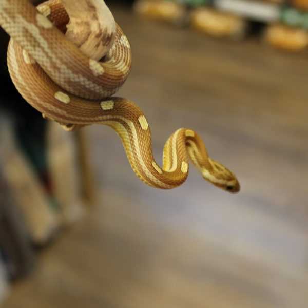 Caramel corn snake