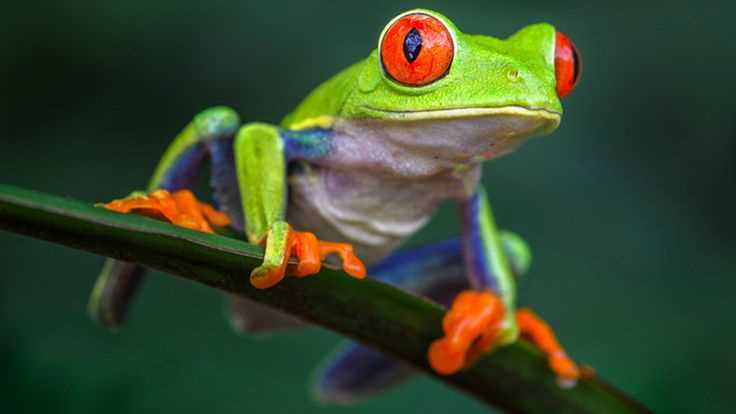Caring for Red Eyed Tree Frogs in a Rainforest Environment