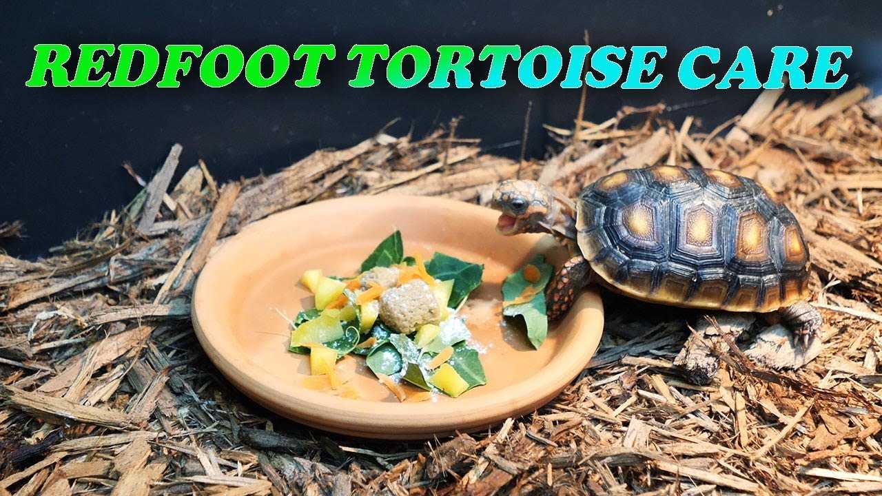Creating a Balanced Diet for a Red Footed Tortoise